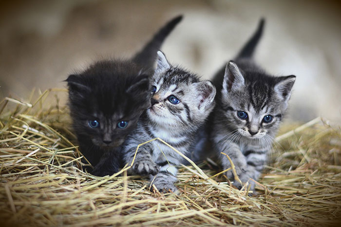 Picture of three kittens on the hay.