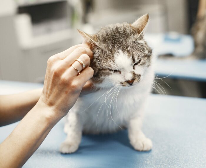 Veterinarian cleaning cats ears