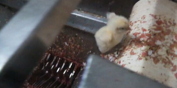 chick-shredding-65a2b2e1918bf.jpg