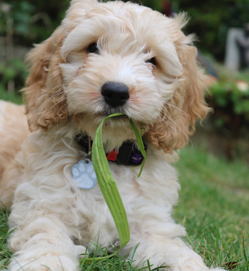 close up view of cockapoo puppy