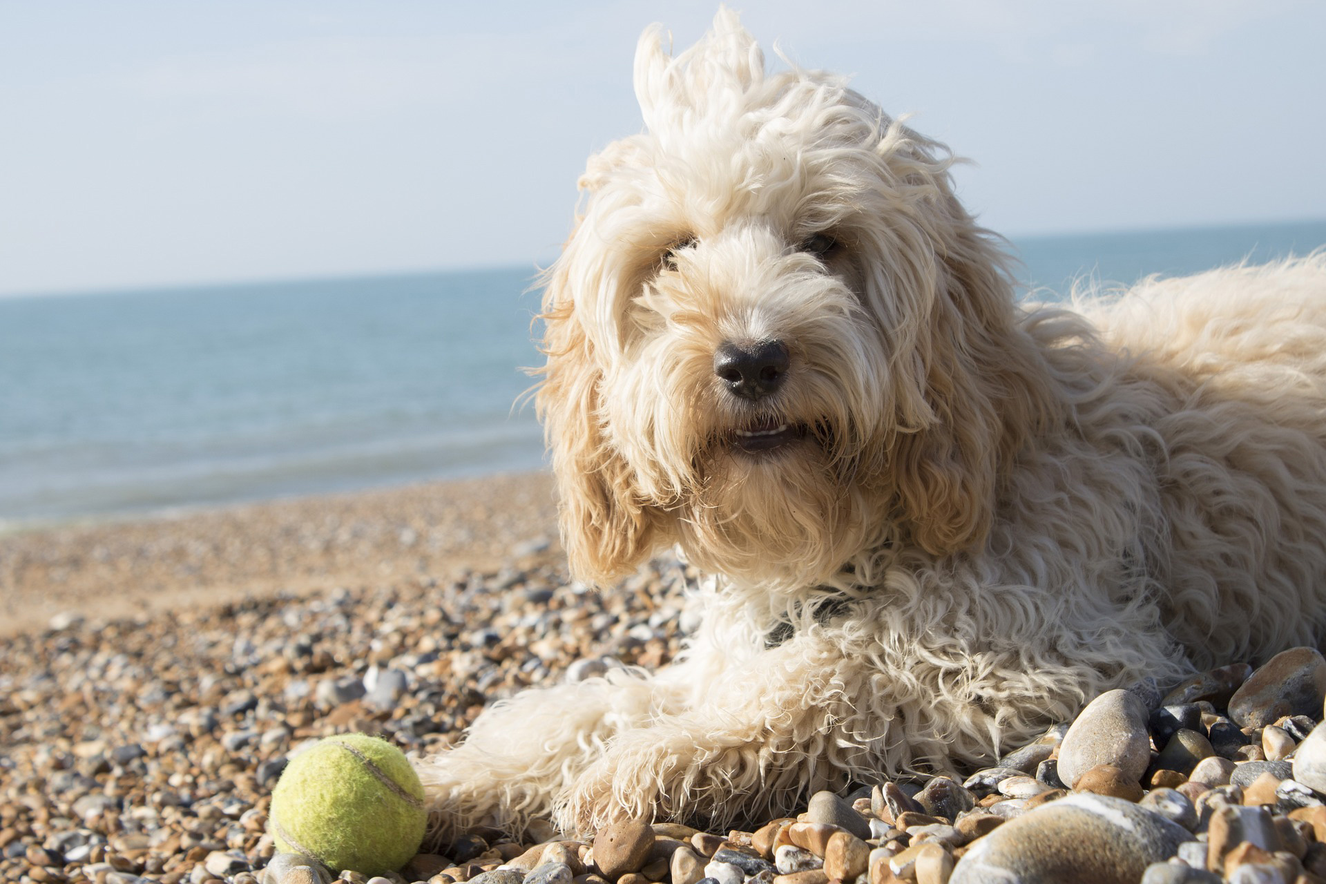 white cockapoo dog on the shore