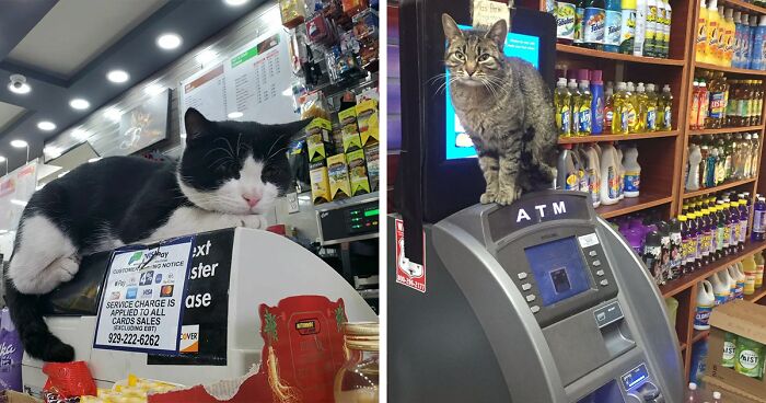 We Capture The Essence Of NYC Through Cute And Funny Photos Of Bodega Cats