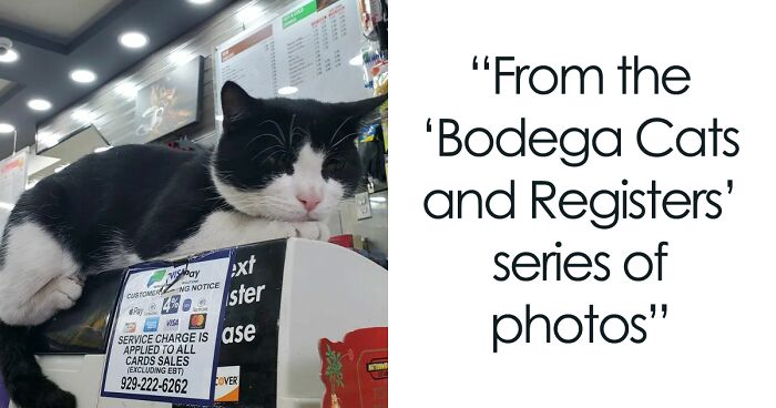 We Capture The Heart Of New York City Through Photos Of Bodega Cats