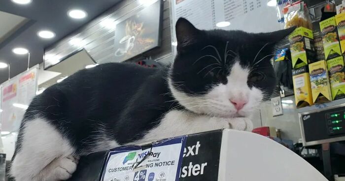 We Capture The Essence Of NYC Through Cute And Funny Photos Of Bodega Cats