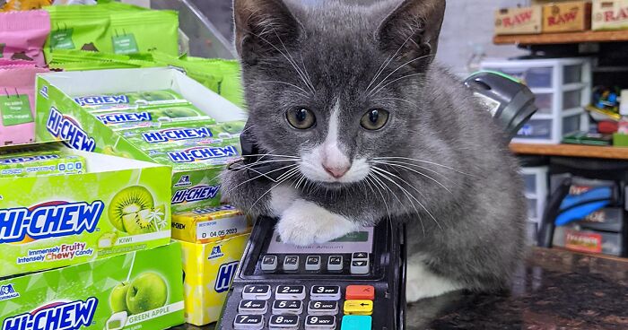 We Capture The Essence Of New York City Through Photos Of Bodega Cats