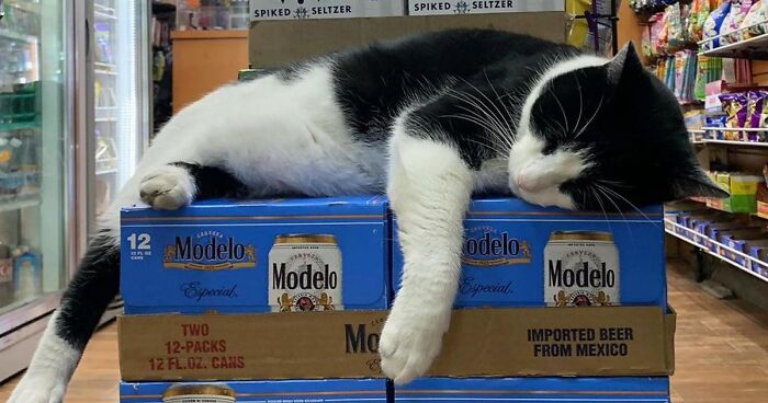 The Bodega Cats Project: Capturing The Soul Of NYC Through Its Cats