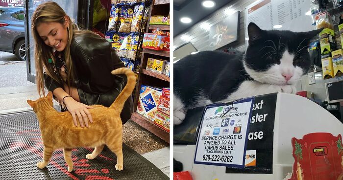 We Capture The Essence Of NYC Through Cute And Funny Photos Of Bodega Cats