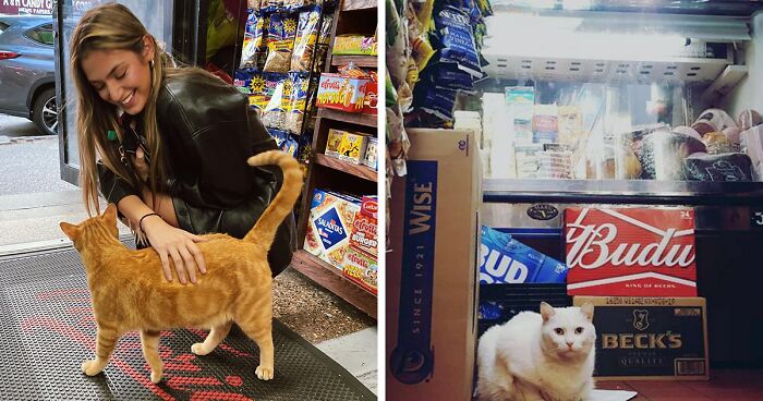 We Capture The Essence Of NYC Through Cute And Funny Photos Of Bodega Cats