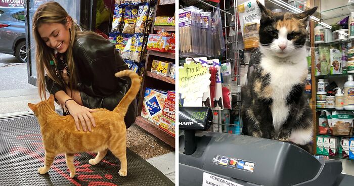 The Bodega Cats Project: We Capture The Essence Of New York City Through Photos Of Bodega Cats