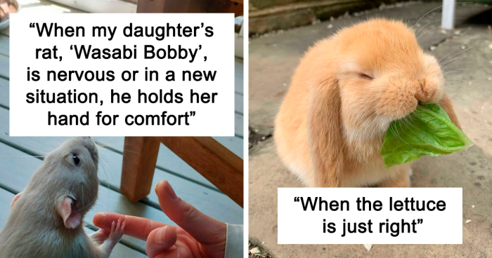 111 Times People Just Had To Share These Animal Pics Because Of How Cute They Are (New Pics)