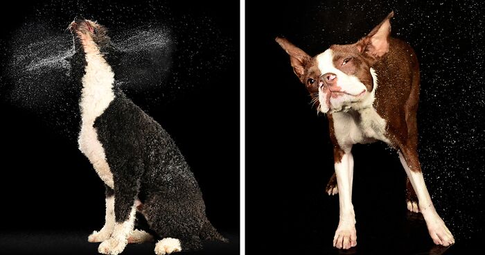 I Photographed Dogs Playing With Water (13 Pics)