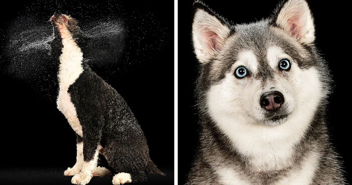 I Photographed Dogs Playing With Water (13 Pics)