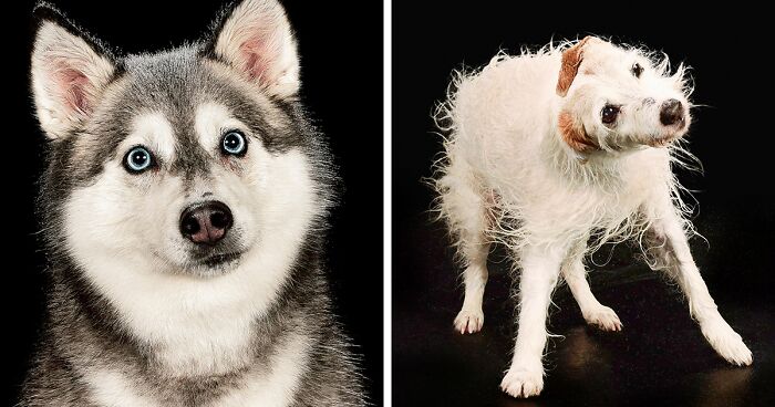 I Photographed Dogs Playing With Water (13 Pics)