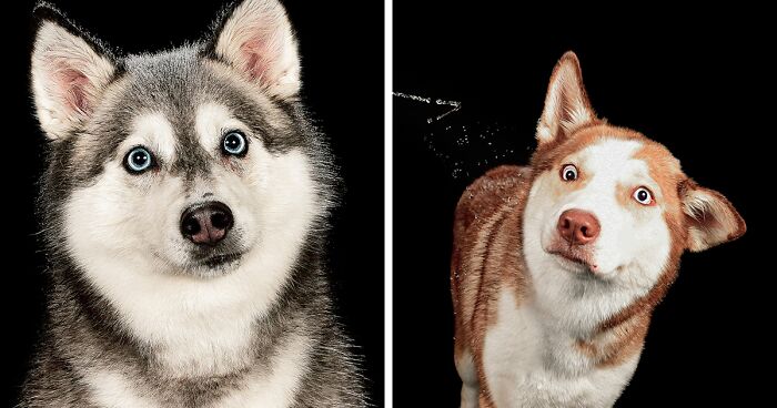 I’m A Dog Photographer Who Captured 13 Water-Inspired Portraits