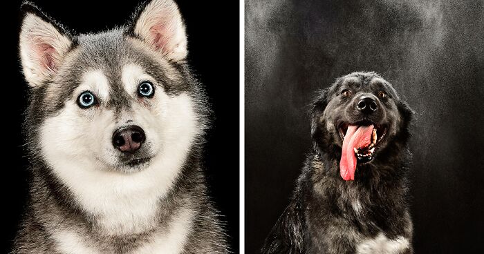 My Water Portraits Depict The Charisma And Charm Of Dogs, And Here Are The Best 13 Ones