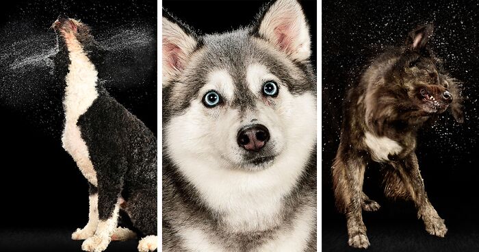 I Photographed Dogs Playing With Water (13 Pics)