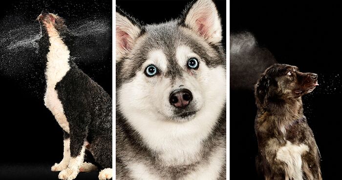 I Photographed Dogs Playing With Water (13 Pics)