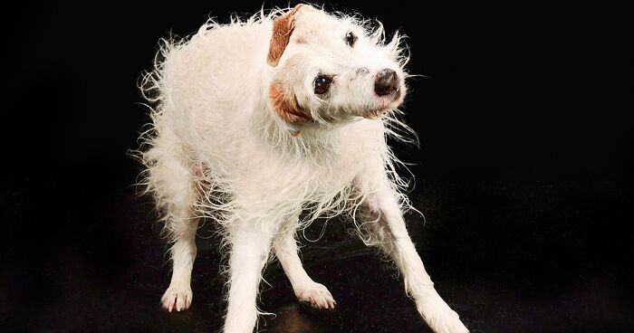 I’m A Photographer Who Captured 13 Water Portraits Of Dogs