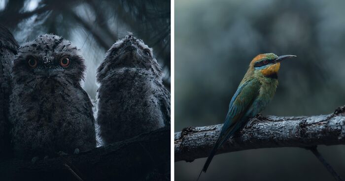 40 Mysterious And Intriguing Animal Photographs By Christine Ward