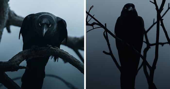 Captivating Creatures: 40 Enigmatic Photographs By Christine Ward