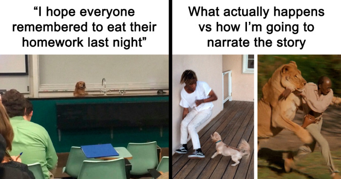 51 Hilarious And Adorable Memes For Animal Lovers