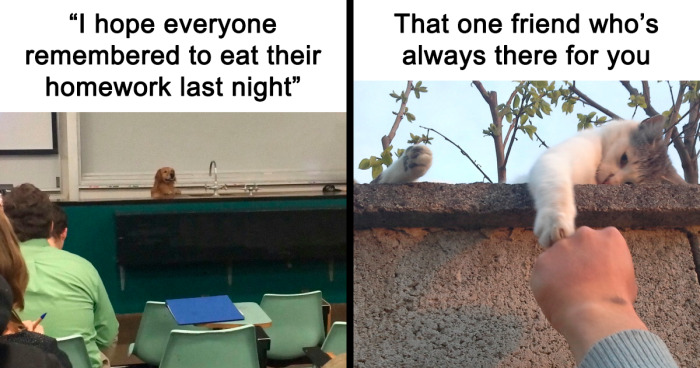 51 Adorable And Hilarious Animal Memes