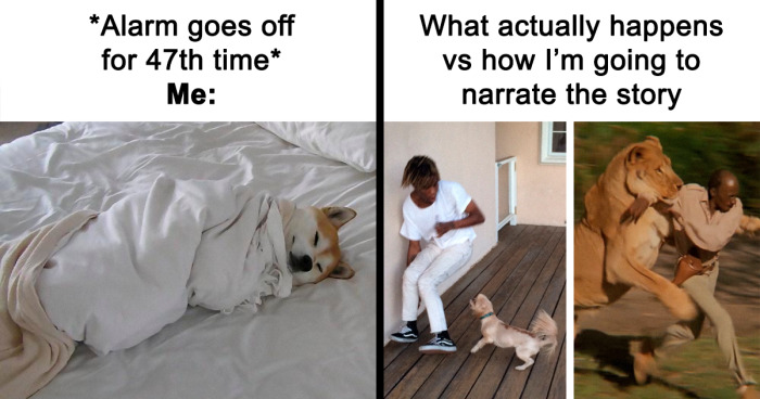 50 Animal Pics That Fit Perfectly Into Memes