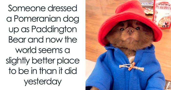 51 Hilarious Animal Memes That Might Make You Laugh And Say “Aww”