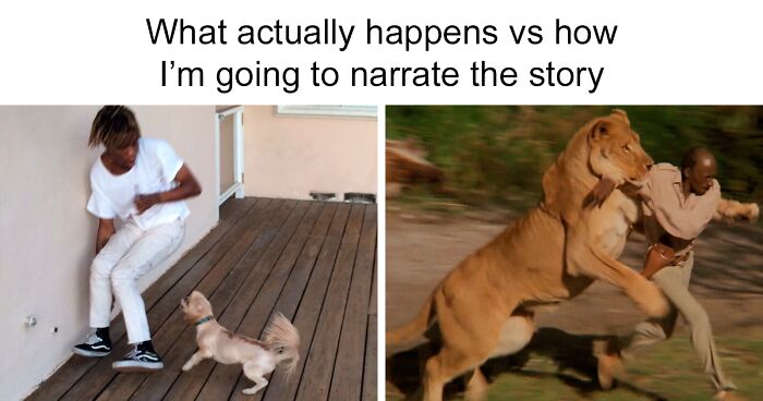 51 Funny Animal Memes To Put A Smile On Your Face