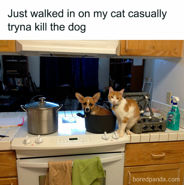 Funny-Cat-Memes-Cattosbeingcattos