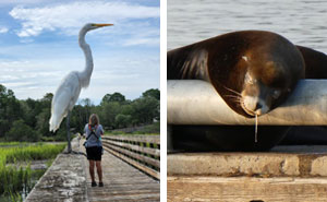 50 Amusing Pics Of Unsuccessful Attempts At Wildlife Photography (New Pics)