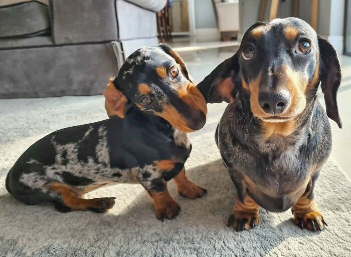50 Times People Got Their Pet A Sibling And Documented How It Went ...
