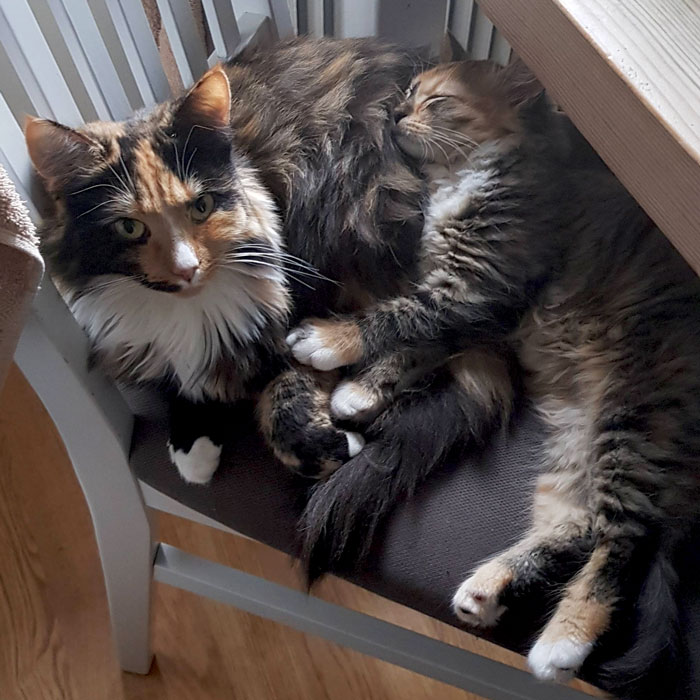 My Older Cat With My New Kitten. I Was Afraid They Wouldn't Get Along