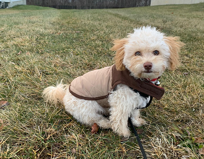 Small Havapoo dog sitting on grass 