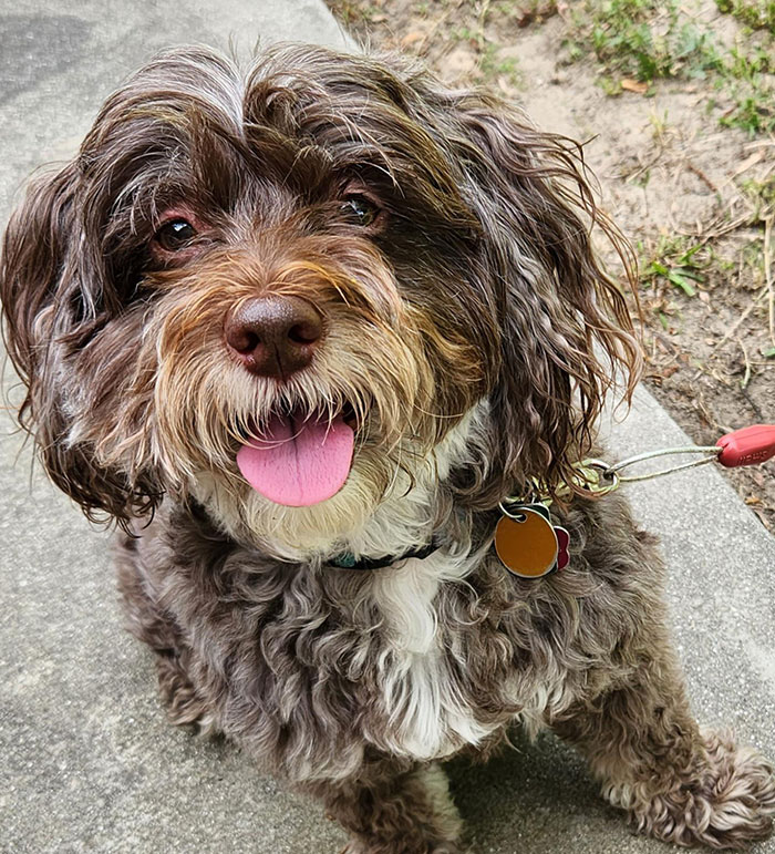 Brown Havapoo dog with his tongue out 