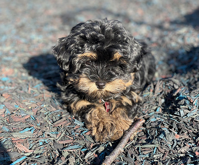 Small brown and black havapoo dog laying on road 