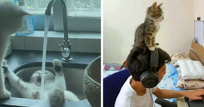 75 Cute Pets That Have Cracked The Code Of Being Hilarious