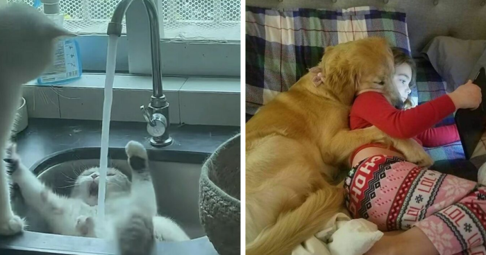 75 Laughter-Inducing Pics Of Pets Being Incredibly Silly