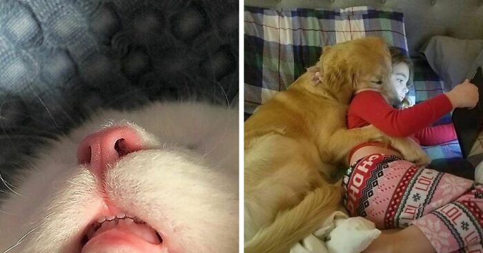 75 Soul-Healing Pics Of Pets Being So Funny It May Leave Your Sides Hurting