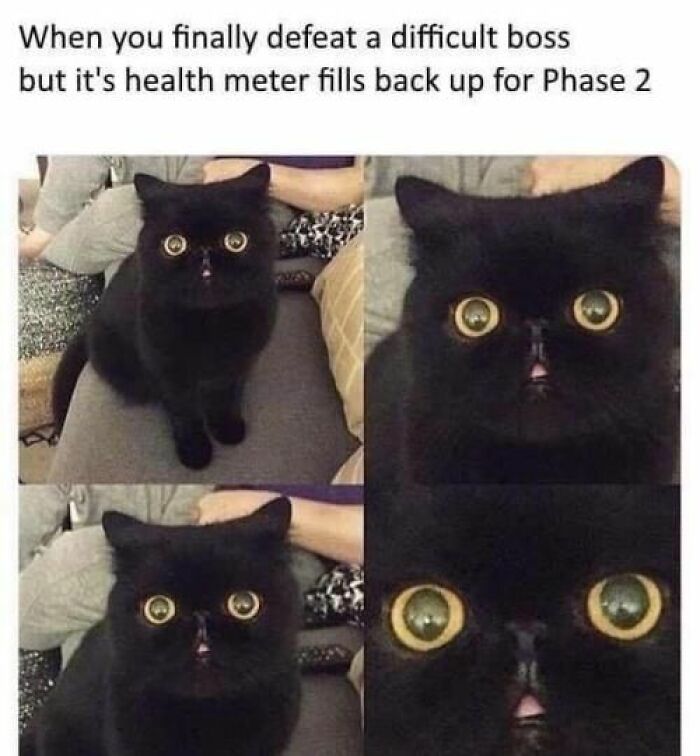 Hilarious-Cat-Memes