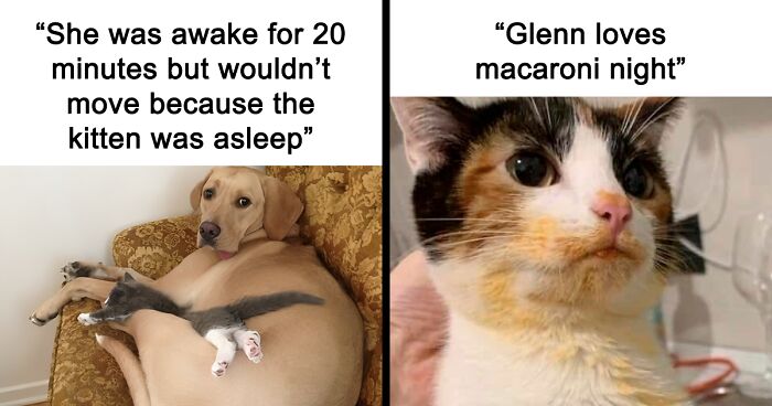 77 Of The Funniest And Most Relatable Cat Memes Shared By This Facebook Group