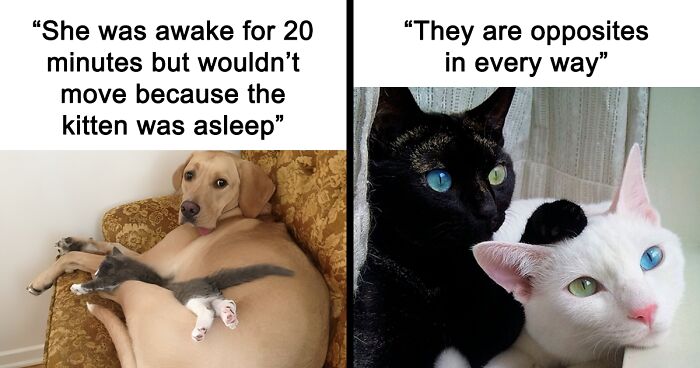 ‘Cat Memes’: 77 Of The Most Wholesome And Cute Posts From This FB Group