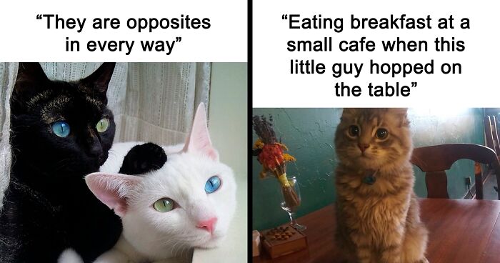 77 Cute And Hilarious ‘Cat Memes’ To Turn That Frown Upside Down