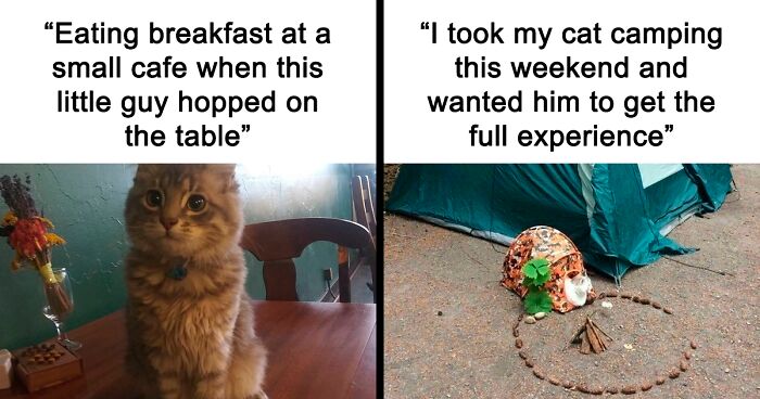 77 ‘Cat Memes’ To Make You Feel Something Again