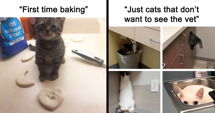 This FB Group Specializes In ‘Cat Memes’ And Posts, And Here Are 77 Sure To Brighten Your Day