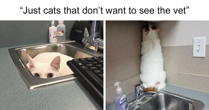 77 Hilariously Adorable ‘Cat Memes’ To Send The People You Love Most