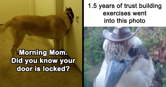 35 Times Animal Pics Were Just Perfect For Memes