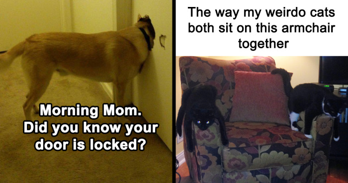 35 Funny Pics Of Animals From This Dedicated Instagram Page