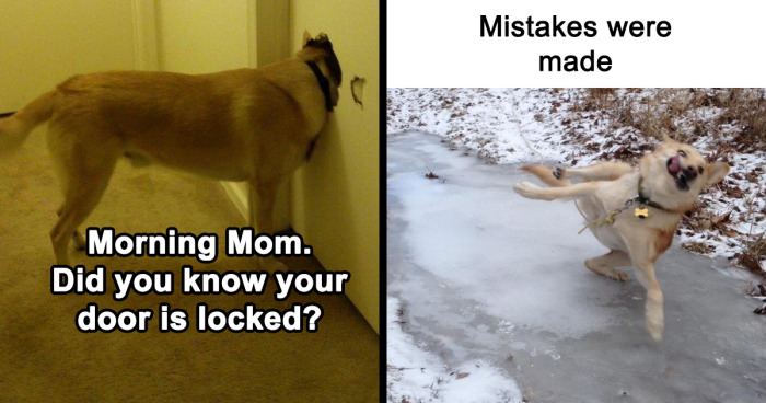 This Page Is All About Funny Animal Memes And Here Are The 35 Best