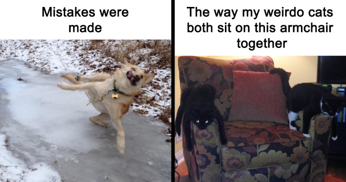 35 Hilarious Animal Memes To Brighten Up Your Day, As Shared On This IG Page